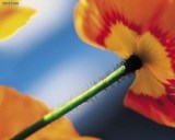 brochure-consumer-brummel_26