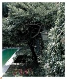 ciacci-gold_page_03