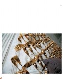 ciacci-gold_page_119