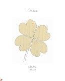 contea-9