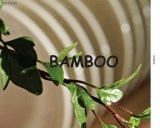 bamboo_1