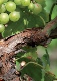 grandcru_page_06